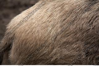 boar fur 0001